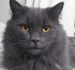 Lost Female Cat last seen Bonanza & Hollywood, Sunrise Manor, NV 89110