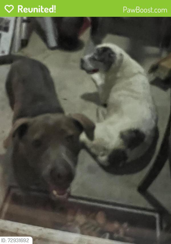 Reunited Male Dog last seen Parvin street, Denton, TX 76205