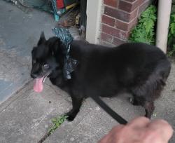 Reunited Unknown Dog last seen Pennsylvania Ave and Jefferson St, Jeannette, PA 15644