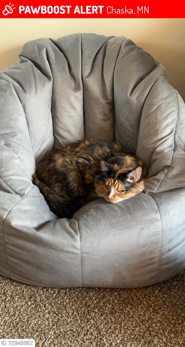 Lost Female Cat last seen Friendship lane and Bavaria, Chaska, MN 55318