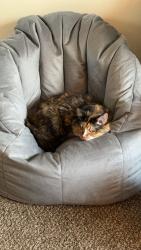 Lost Female Cat last seen Friendship lane and Bavaria, Chaska, MN 55318
