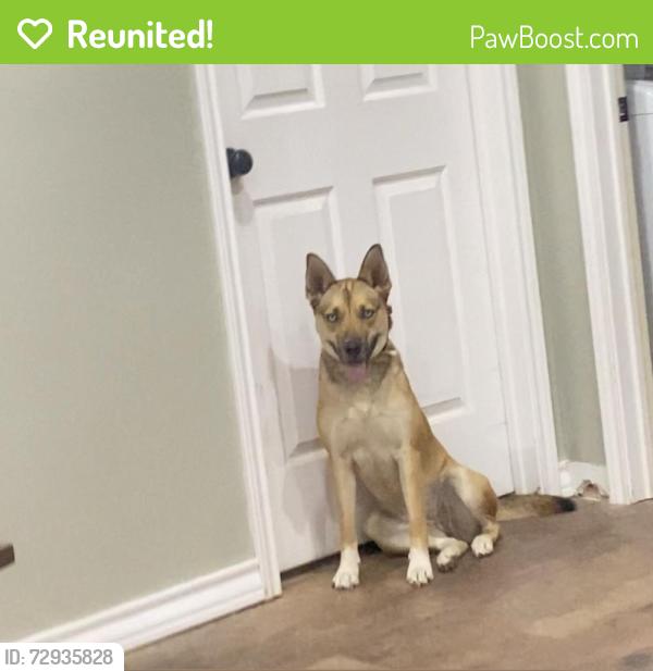 Reunited Female Dog last seen 87th St and Elgin Ave , Lubbock, TX 79423