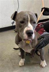 Shelter Stray Female Dog last seen Near BLOCK E WASHINGTON AVE, FRESNO CA 93702 2247, Fresno, CA 93727