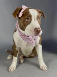 Shelter Stray Female Dog last seen Near BLOCK LAVERNE AVE, BAKERSFIELD CA 93309, Bakersfield, CA 93308