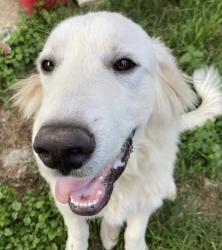 Reunited Male Dog last seen Ridge Mile, Crownwood neighborhood , San Antonio, TX 78239