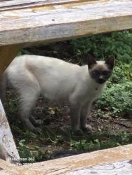 Shelter Stray Female Cat last seen Near BLOCK VALPARAISO WAY, San Antonio, TX 78227