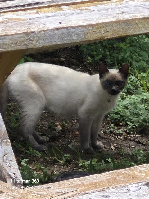 Shelter Stray Female Cat last seen Near BLOCK VALPARAISO WAY, San Antonio, TX 78227