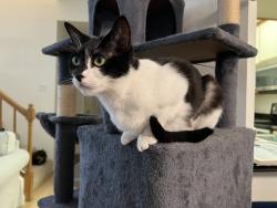 Reunited Female Cat last seen Washington Dr and N Milpitas Blvd, Milpitas, CA 95035