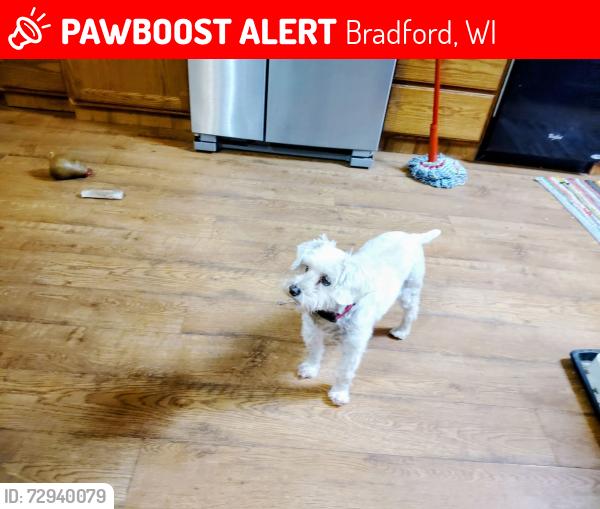 Lost Female Dog last seen Bradford Town Hall Rd and Kemp Rd, Bradford, WI 53114