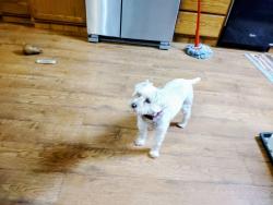 Lost Female Dog last seen Bradford Town Hall Rd and Kemp Rd, Bradford, WI 53114