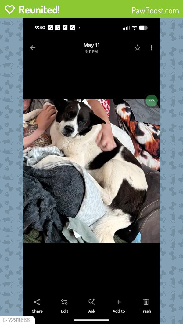 Reunited Female Dog last seen Walnut Street / Church Street, Bonaire, GA 31005