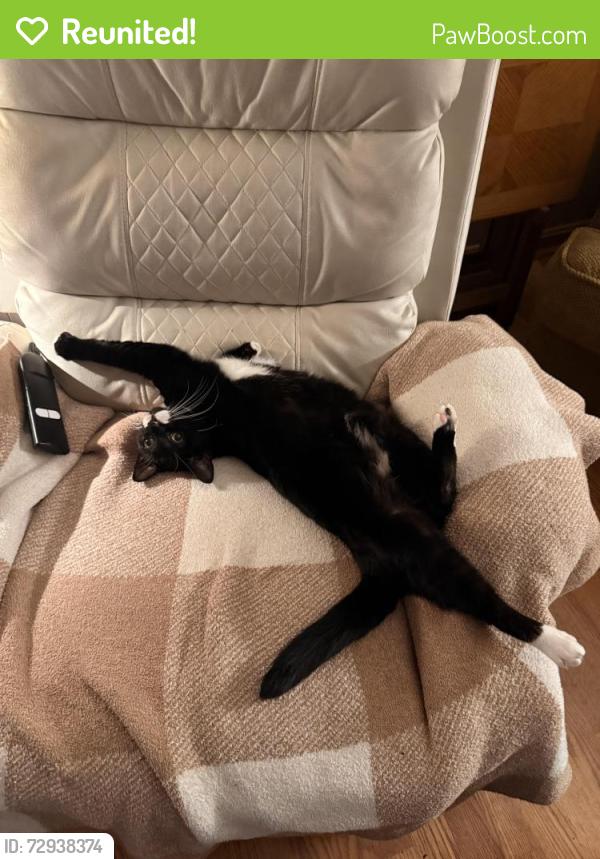 Reunited Female Cat last seen Emmaus Ave in Fountain Hill area , Allentown, PA 18103