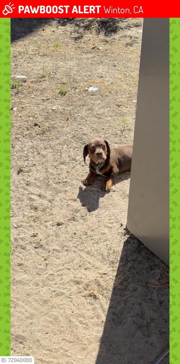 Lost Male Dog last seen monica way and bobbie street winton ca , Winton, CA 95388