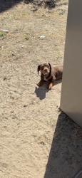 Lost Male Dog last seen monica way and bobbie street winton ca , Winton, CA 95388