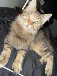 Found/Stray Unknown Cat last seen Windsor oaks blvd, Virginia Beach, VA 23456