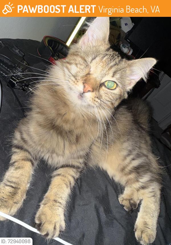 Found/Stray Unknown Cat last seen Windsor oaks blvd, Virginia Beach, VA 23456