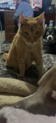 Lost Male Cat last seen River Road, Keizer, OR 97303