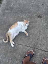Found/Stray Female Cat last seen Boulder Ridge Dr, Champaign, IL 61822