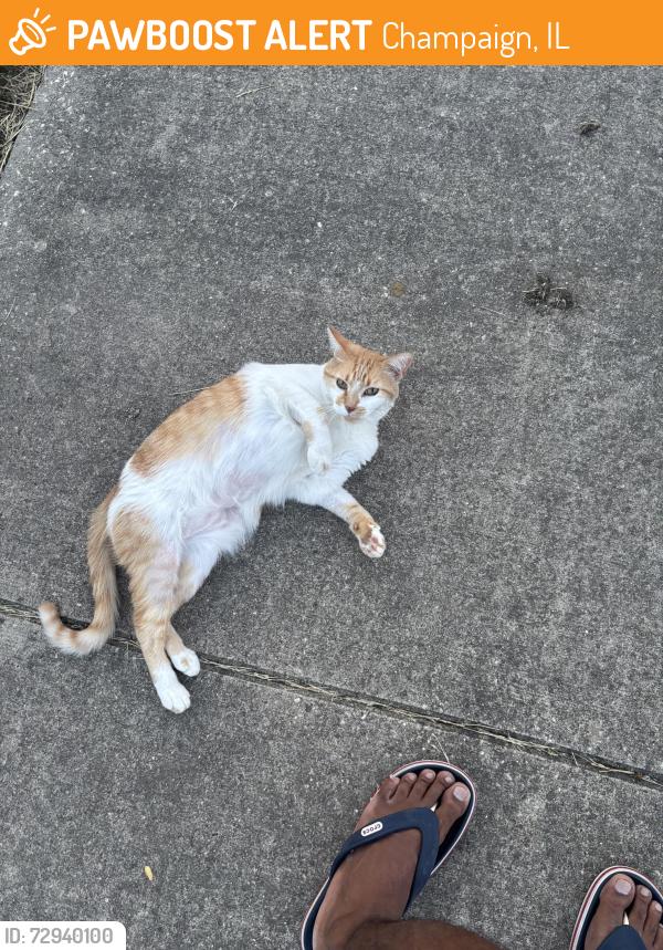 Found/Stray Female Cat last seen Boulder Ridge Dr, Champaign, IL 61822