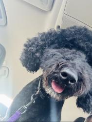 Reunited Male Dog last seen Pin oak /crenshaw, Pasadena, TX 77505