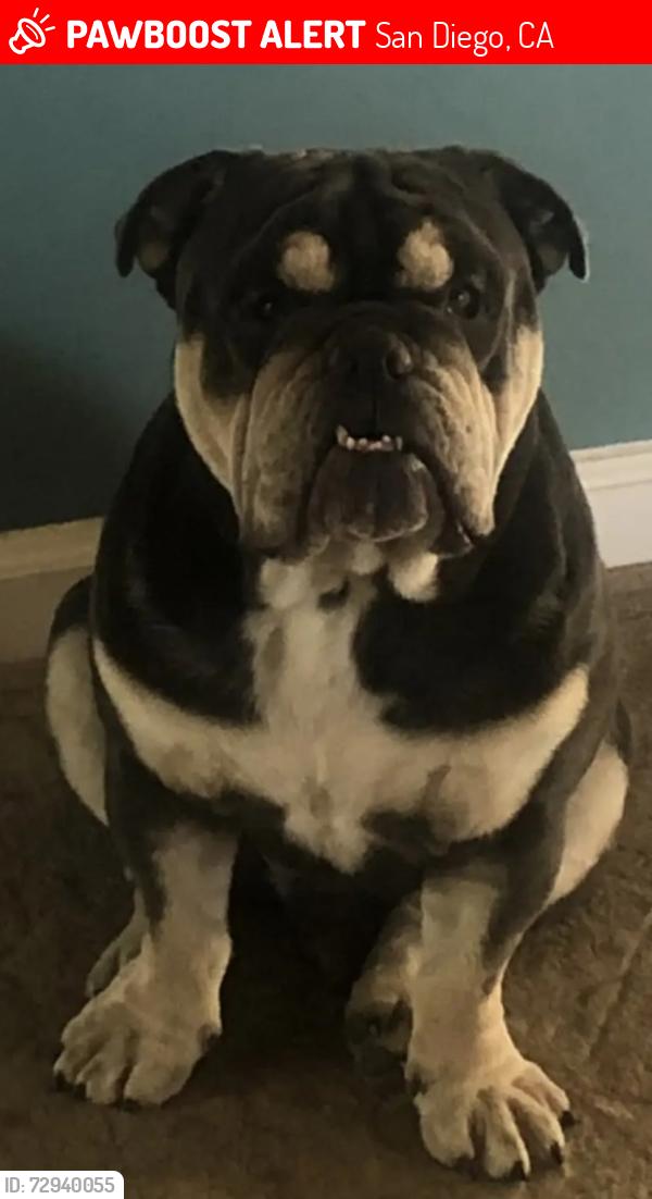 Lost Male Dog last seen Tribuna ave, San Diego, CA 92131