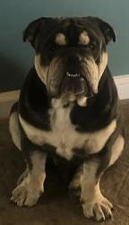 Lost Male Dog last seen Tribuna ave, San Diego, CA 92131