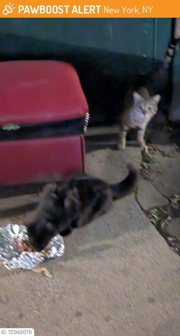 Found/Stray Male Cat last seen 124st between 3rd Ave and second ave , New York, NY 10035