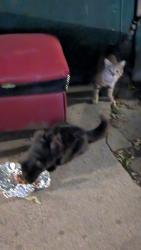 Found/Stray Male Cat last seen 124st between 3rd Ave and second ave , New York, NY 10035