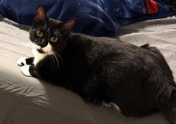 Reunited Female Cat last seen Daniels Park, Golden, CO 80401