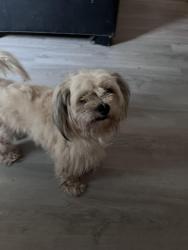 Lost Male Dog last seen Ruby drive , Birmingham, AL 35206