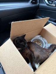 Found/Stray Female Cat last seen Hightower road , Liberty County, TX 77327