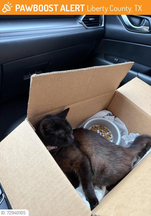 Found/Stray Female Cat last seen Hightower road , Liberty County, TX 77327