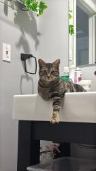 Reunited Female Cat last seen Commissioners and Stephen st , London, ON N6H 3W7