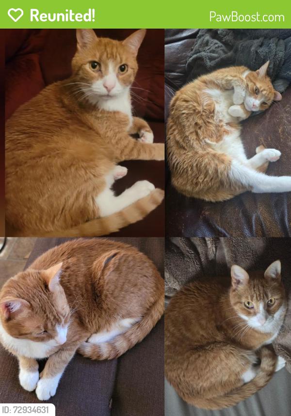 Reunited Male Cat last seen 6th St N and 4th AVE N, Great Falls, MT 59401