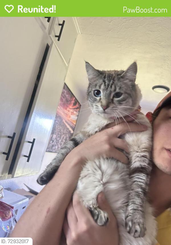 Reunited Female Cat last seen Broadway and W Boise ave, Boise, ID 83706