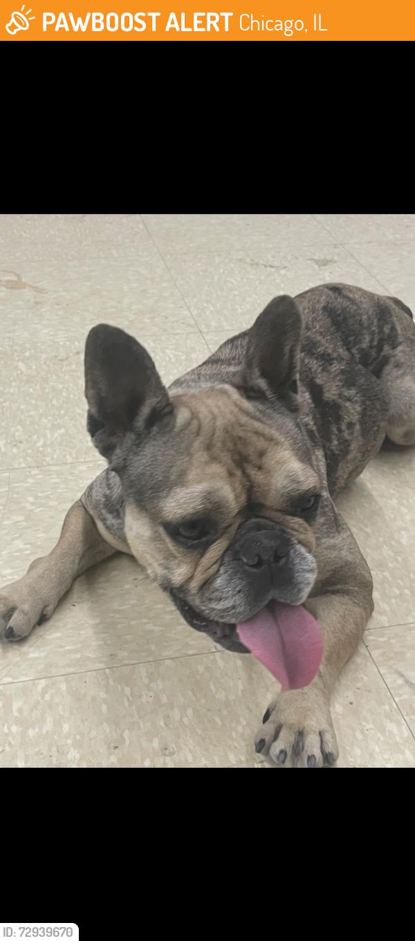 Found/Stray Female Dog last seen Harlem and Archer Ave, Chicago, IL 60638