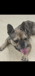 Found/Stray Female Dog last seen Harlem and Archer Ave, Chicago, IL 60638