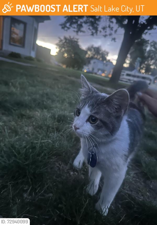 Found/Stray Unknown Cat last seen On the corner of 400 N and 800 w, Salt Lake City, UT 84116