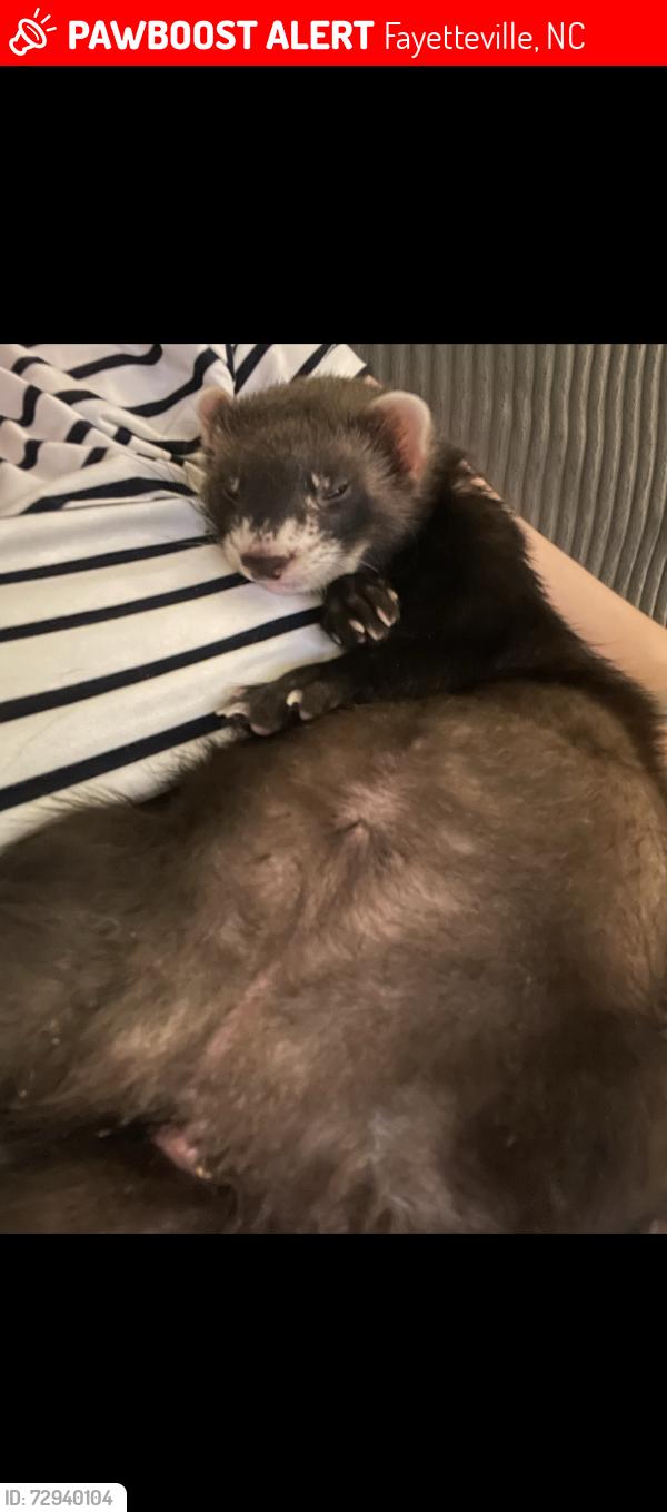 Lost Male Ferret last seen Near Crossbend ct, Fayetteville, NC 28314