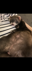 Lost Male Ferret last seen Near Crossbend ct, Fayetteville, NC 28314