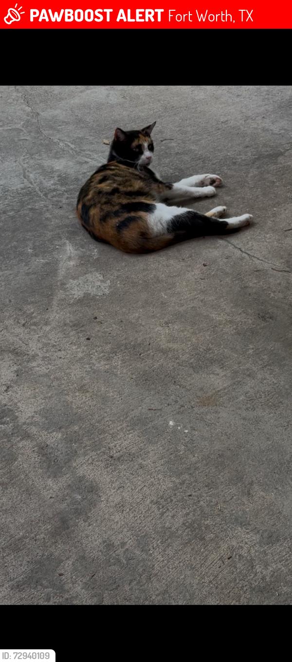 Lost Female Cat last seen Behind 6th Ave Willing Ave, Fort Worth, TX 76110