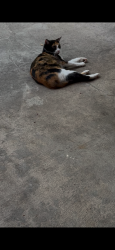 Lost Female Cat last seen Behind 6th Ave Willing Ave, Fort Worth, TX 76110
