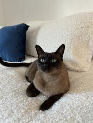 Lost Male Cat last seen Davignon, Blvd Des Sources, Dollard-Des Ormeaux, QC H9B 1X7