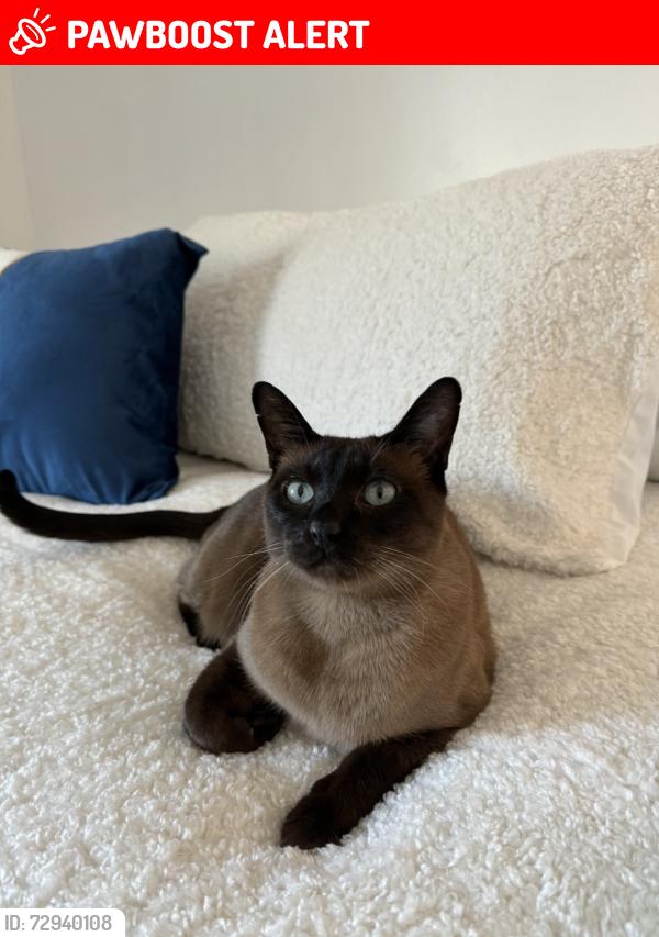 Lost Male Cat last seen Davignon, Blvd Des Sources, Dollard-Des Ormeaux, QC H9B 1X7