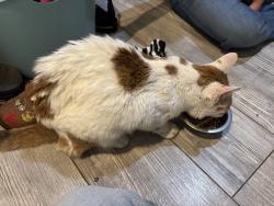 Reunited Male Cat last seen Deer Run Preserve, Draper, UT 84020