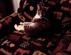 Lost Female Cat last seen Greenacre & Orchard Drive & Wildwood Court Woodbridge, VA 22191, Woodbridge, VA 22191