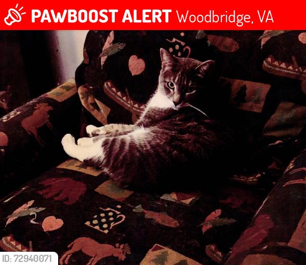 Lost Female Cat last seen Greenacre & Orchard Drive & Wildwood Court Woodbridge, VA 22191, Woodbridge, VA 22191