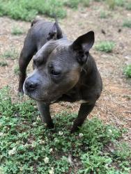 Found/Stray Male Dog last seen Mill creek road and pintail drive Mebane , Mebane, NC 27302