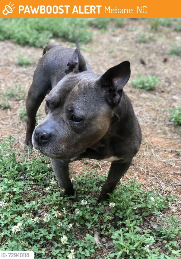 Found/Stray Male Dog last seen Mill creek road and pintail drive Mebane , Mebane, NC 27302