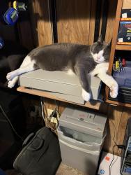 Reunited Male Cat last seen West 10th and Pecan, Freeport, TX 77541
